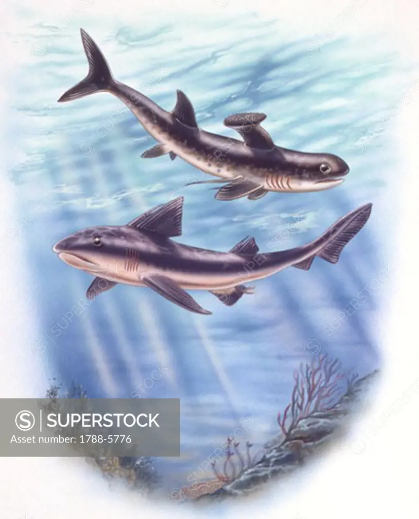 Illustration of Stethacanthus and Hyobus fish underwater