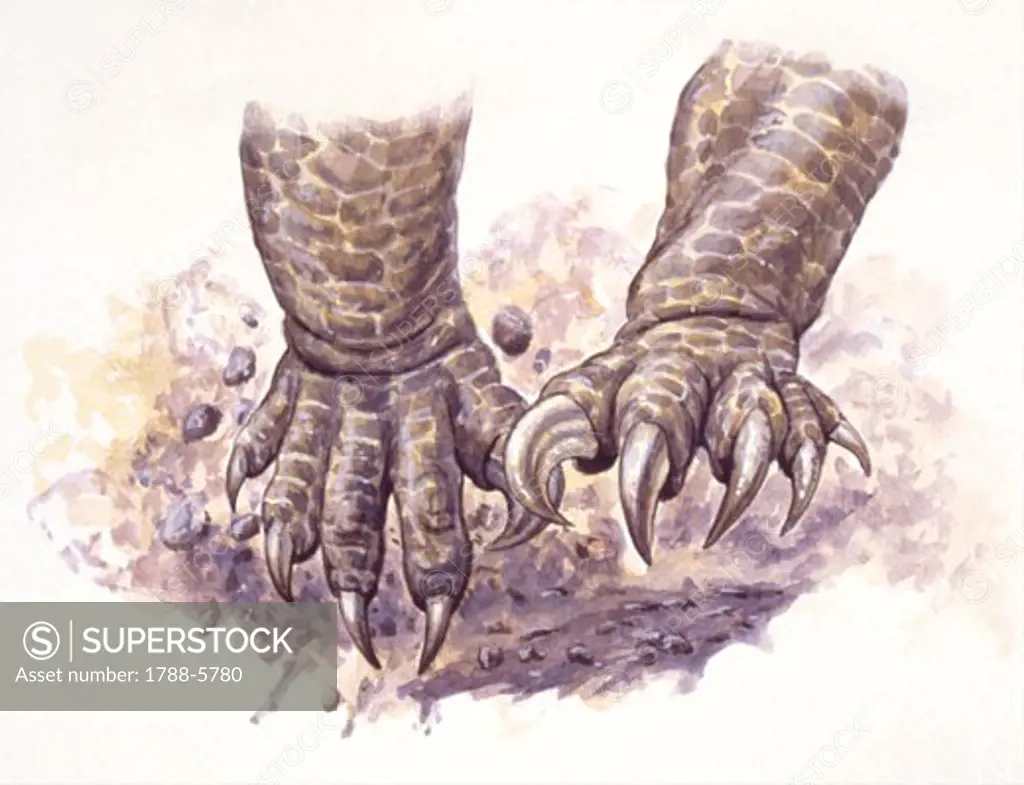 Illustration of legs of Plateosaurus, close up