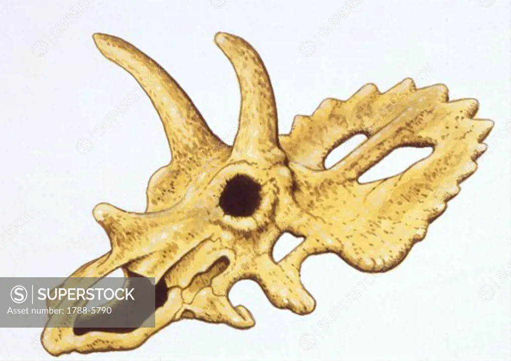 Illustration of skull of Arrhinoceratops