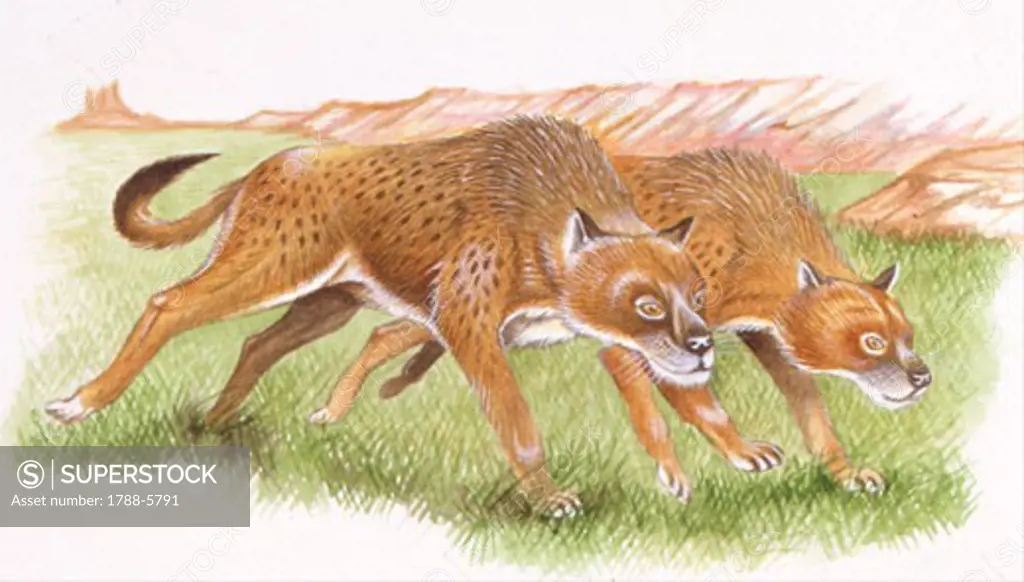 Illustration of Osteoborus (canidae) in grass
