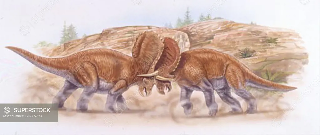 Illustration of two Arrhinoceratops fighting head to head