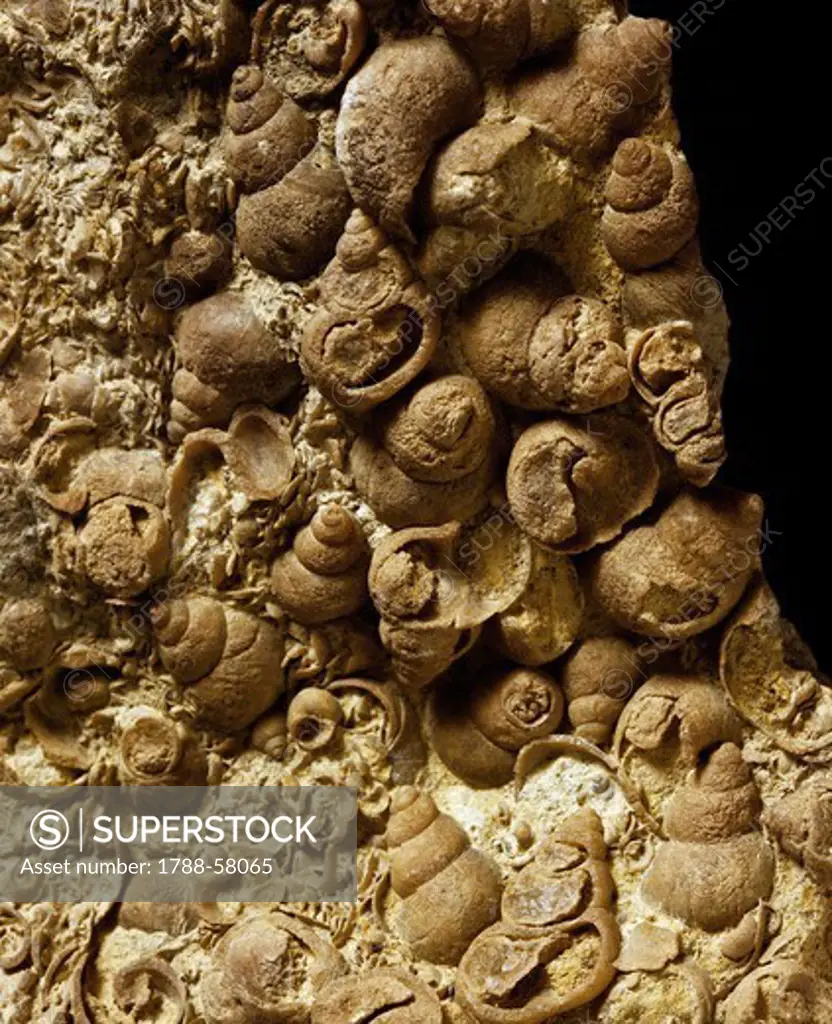 Big Paludina fossil shells in claystone, Gastropoda.