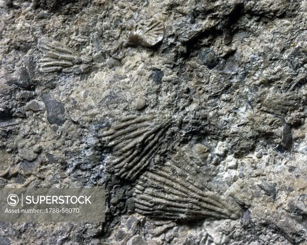 Bryozoans fossils, Brachiopods.