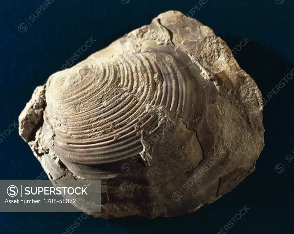 Inoceramus ernsti fossil, Bivalvia.