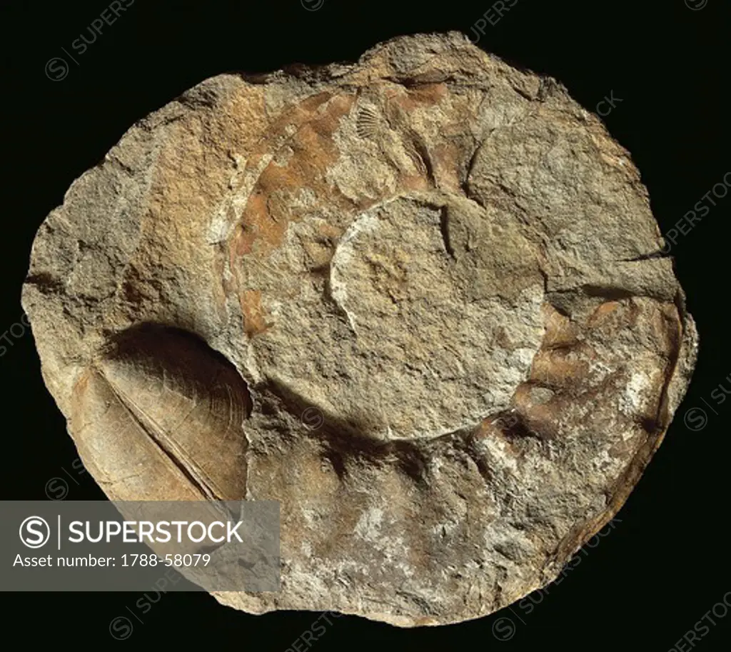 Ammonite fossil, Cephalopoda.