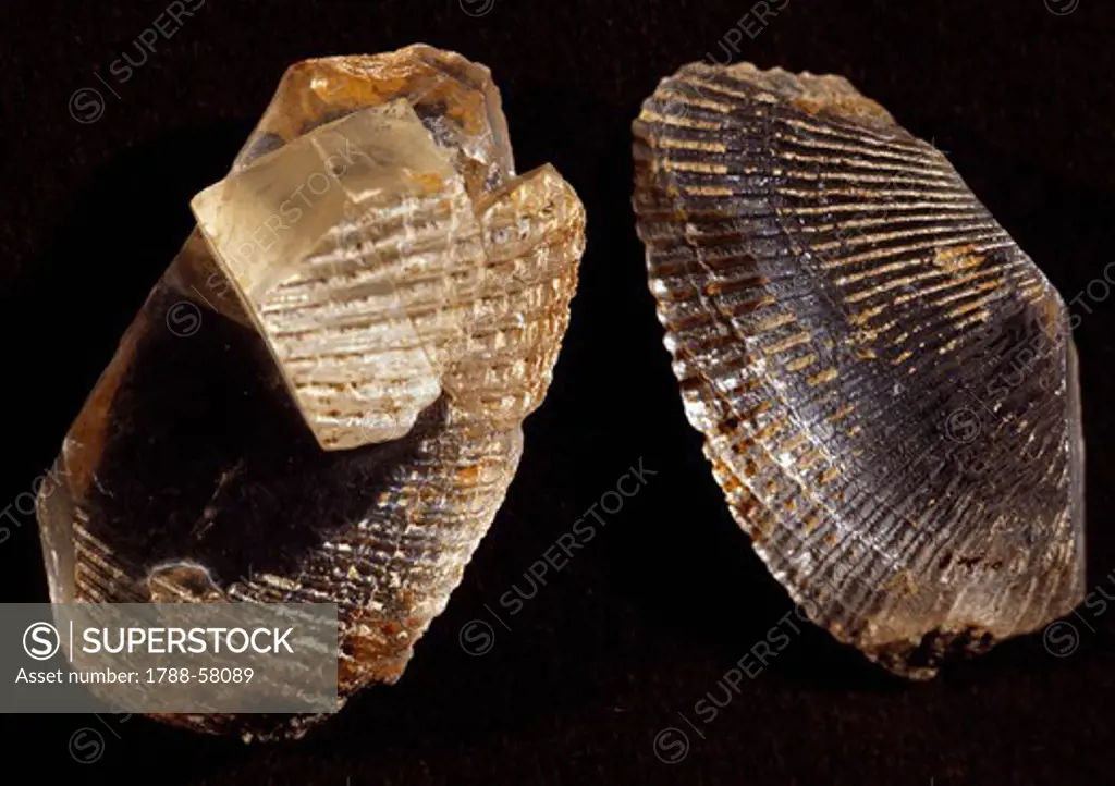 Shell fossils from the Suez Canal.