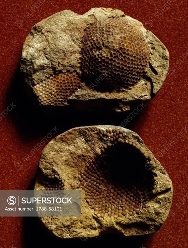 Nidulites fossils.