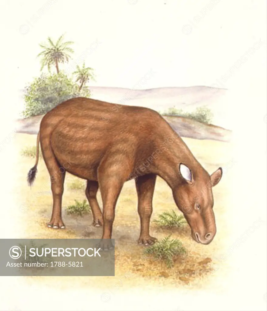 Illustration of grazing Heptodon