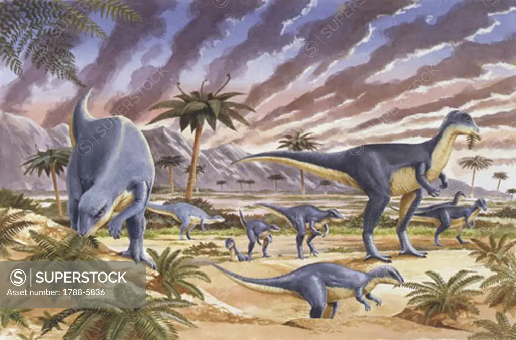 Illustration of Herd of Dysalotosaurus (Dryosaurus) at sunset