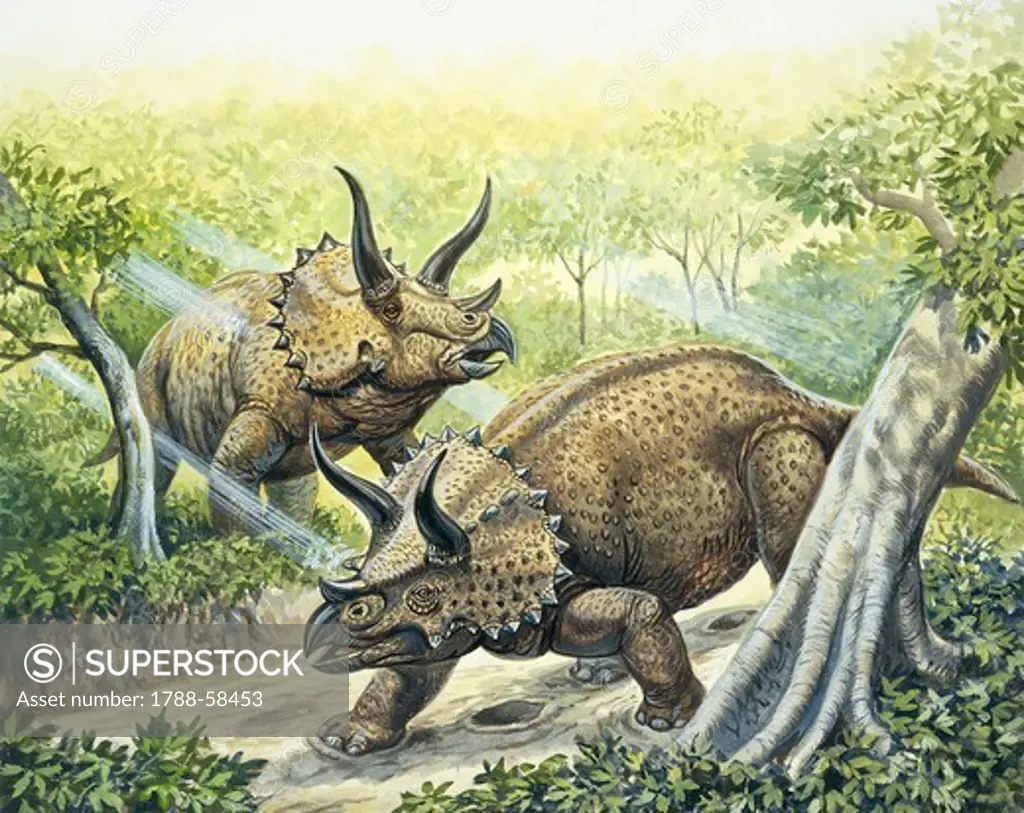 Reconstruction of Triceratops (Triceratops horridus), Late Cretaceous Period. Color illustration.