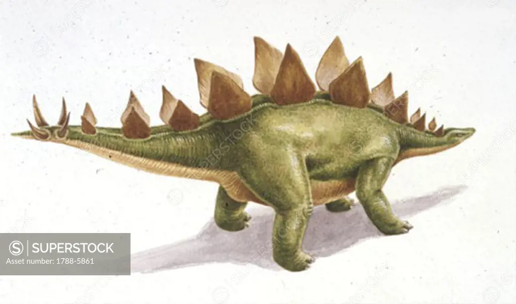 Illustration of Stegosaurus
