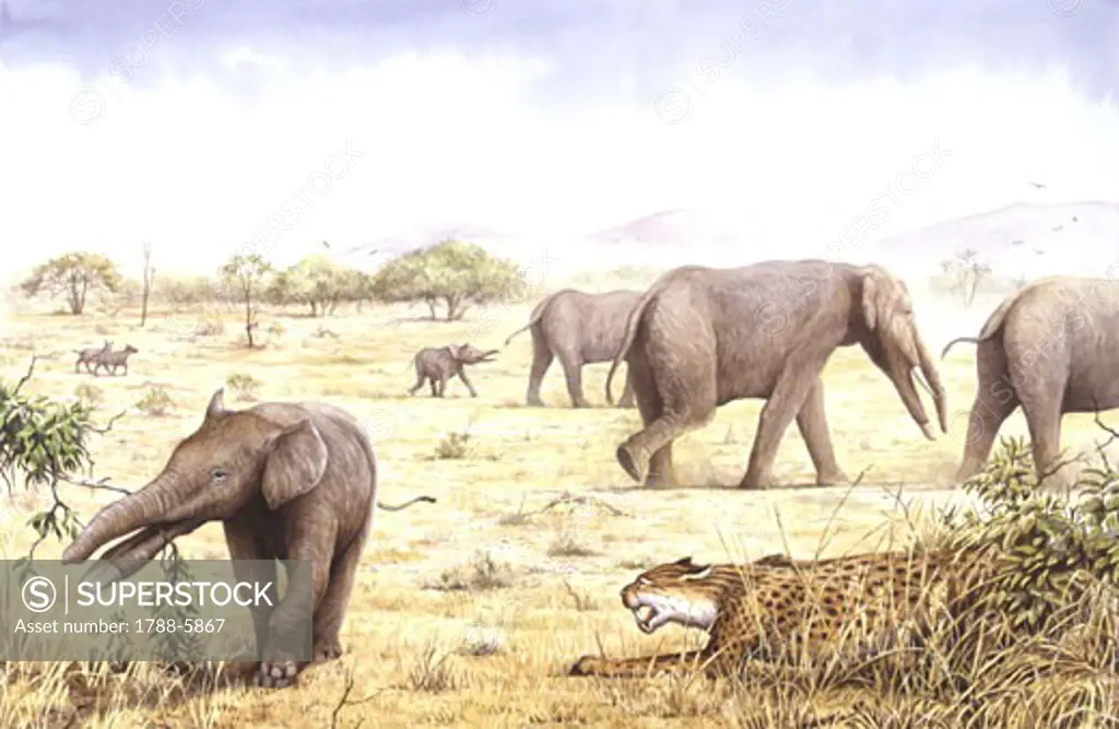 Illustration of herd of Amebelodons