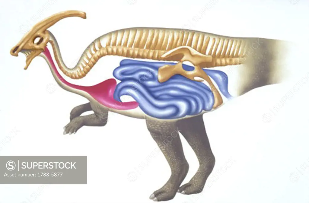 Illustration of Ornithopod, skeleton and internal organs