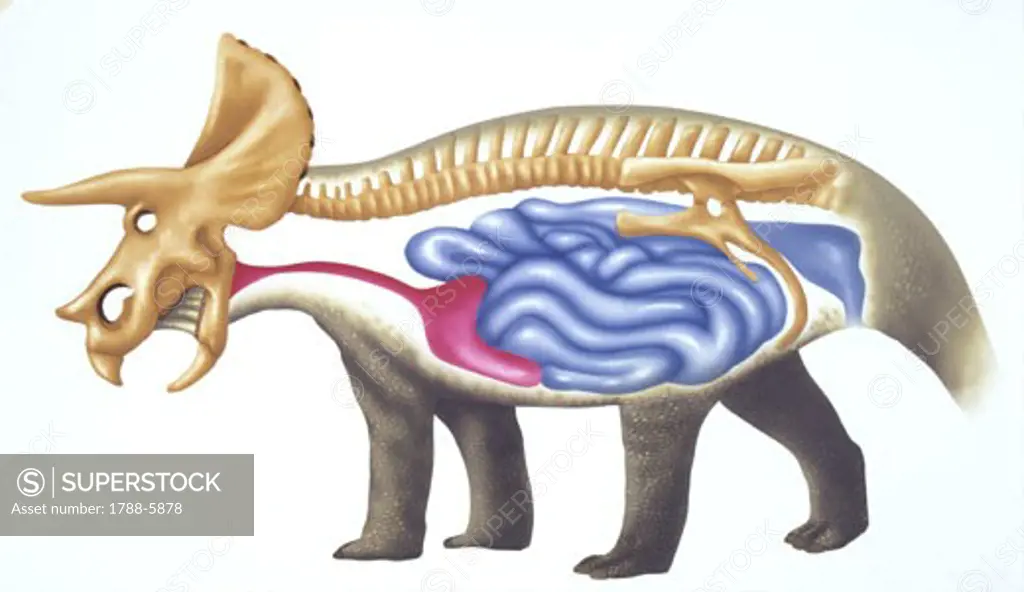 Illustration of Triceratops, Skeleton and internal organs