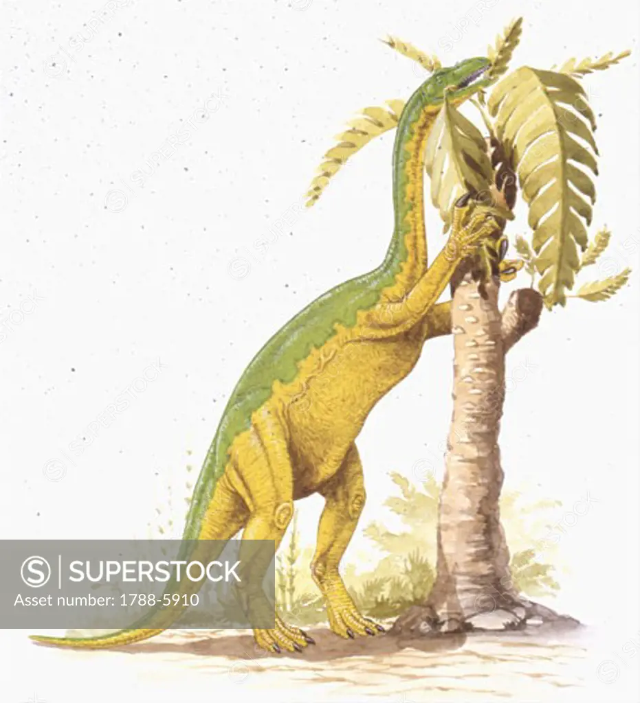 Illustration representing  Anchisaurus eating leaves from tree