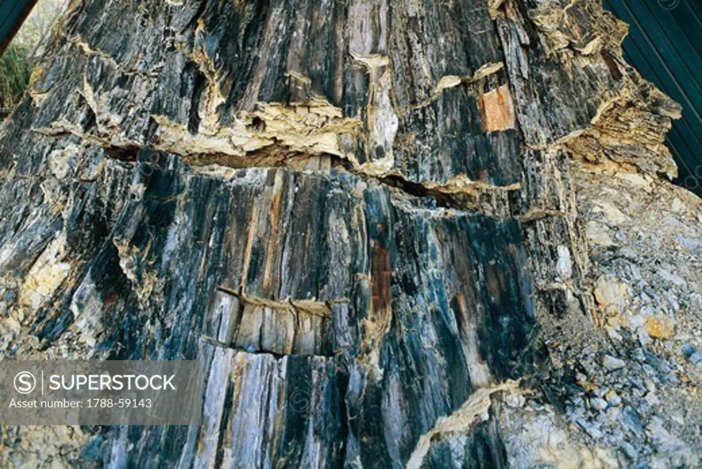 Detail of petrified wood, The Fossil Forest of Dunarobba, Umbria, Italy.