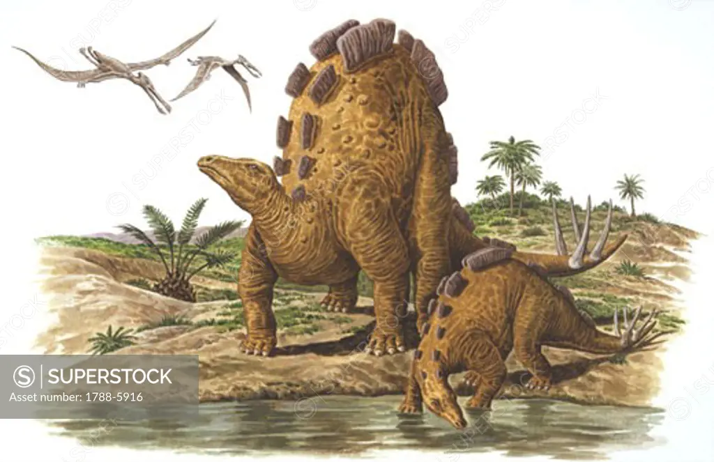 Illustration representing Wuerhosaurus and calf