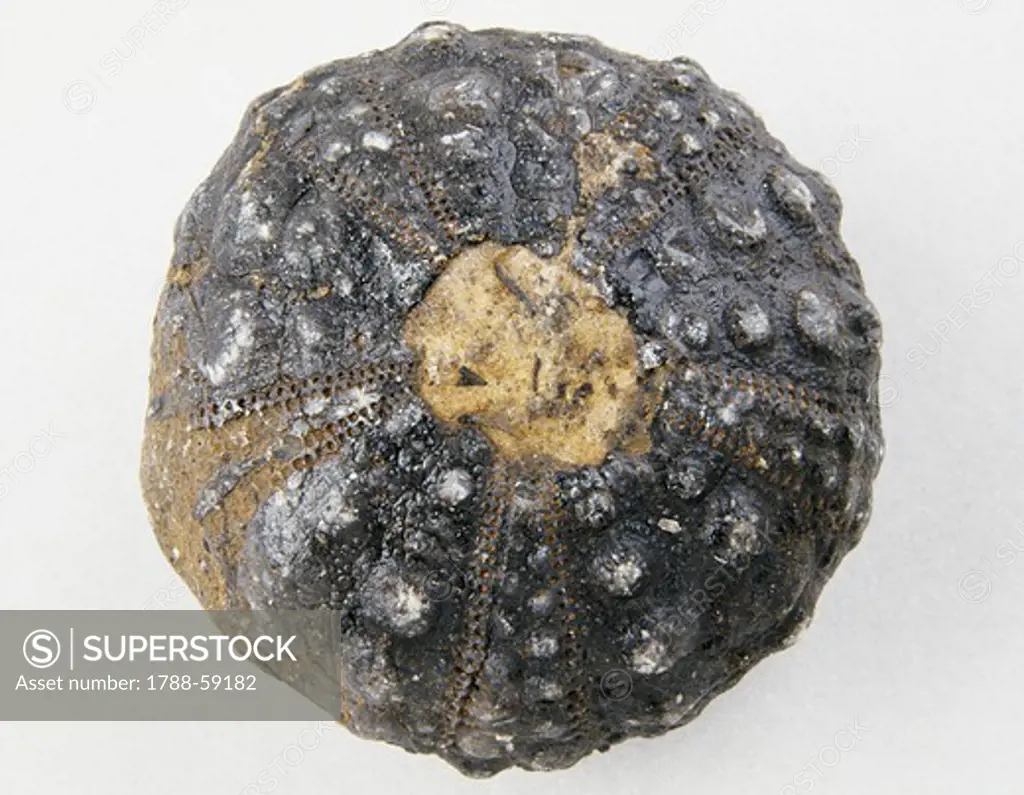 Pencil sea urchin fossil (Cidaris sp), Echinoidea.