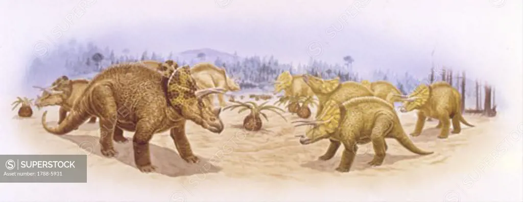 Illustration representing Triceratops horridus and Triceratops prorsus