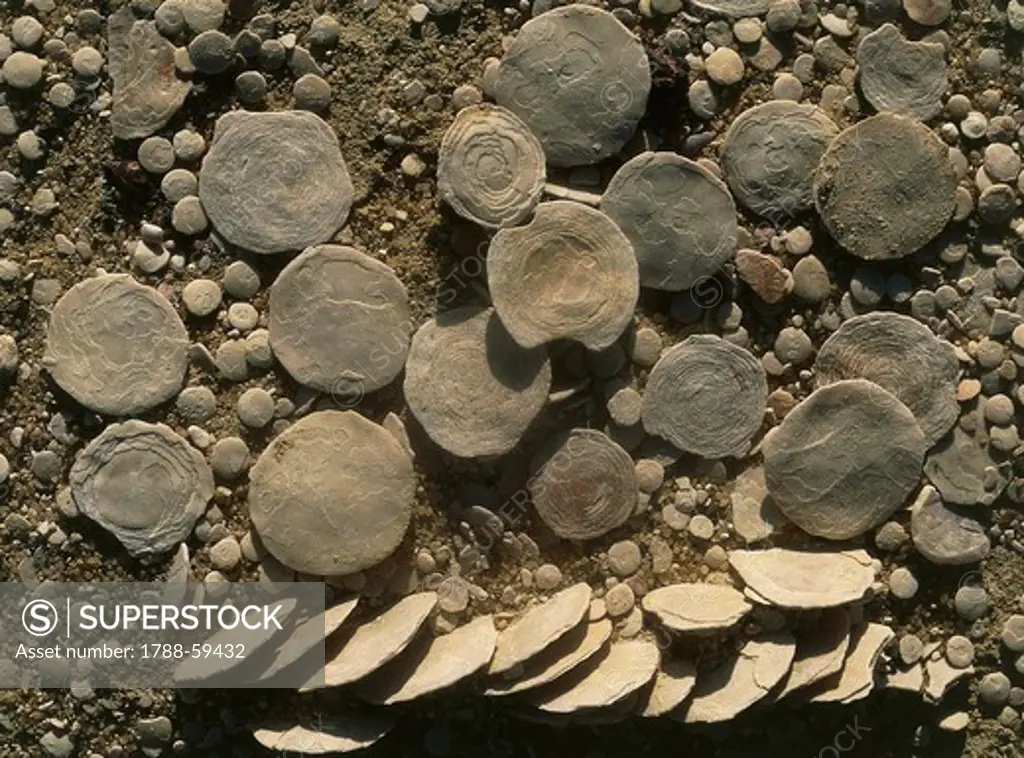 Nummulites fossils, Foraminifera, Qattara Depression, Libyan Desert, Egypt.