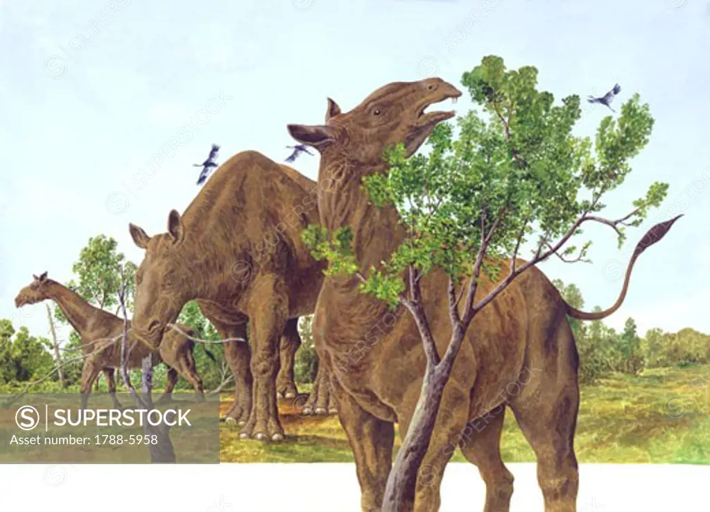 Illustration representing Indricotherium transouralicum eating leaves from tree