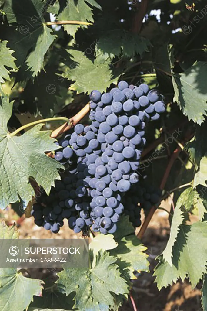 Italy - Tuscany Region - Chianti Hills - Radda in Chianti - A bunch of black grapes