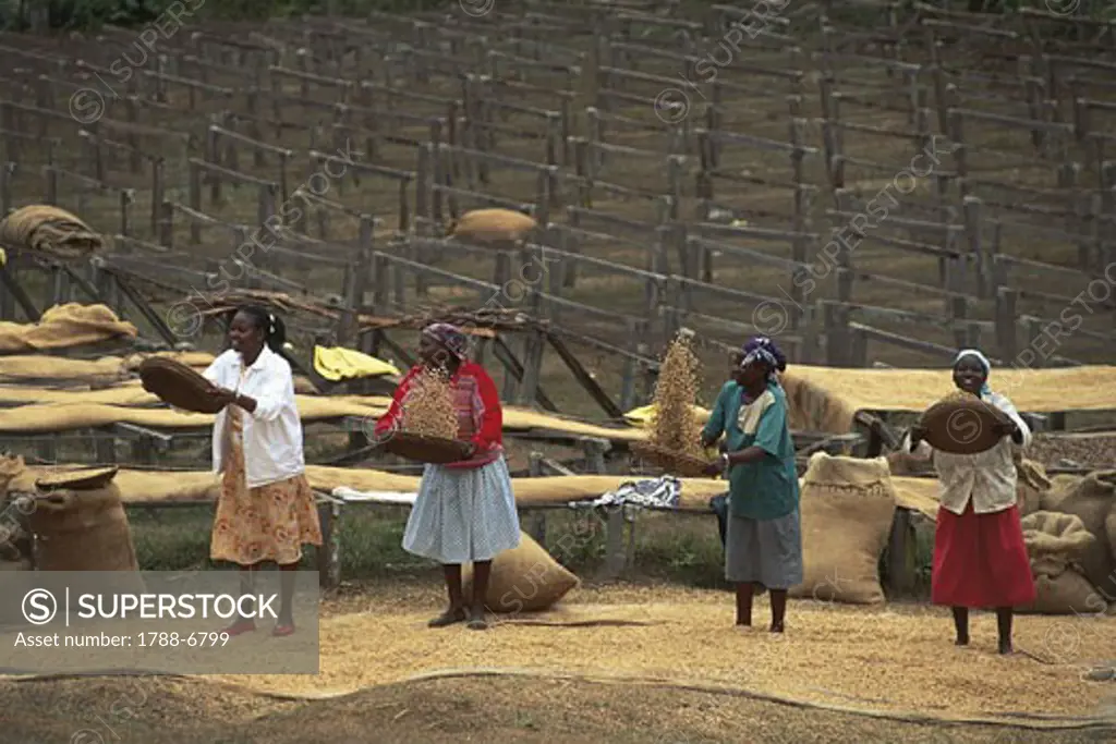 Four young women tossing coffee beans, Mogambone, Kenya