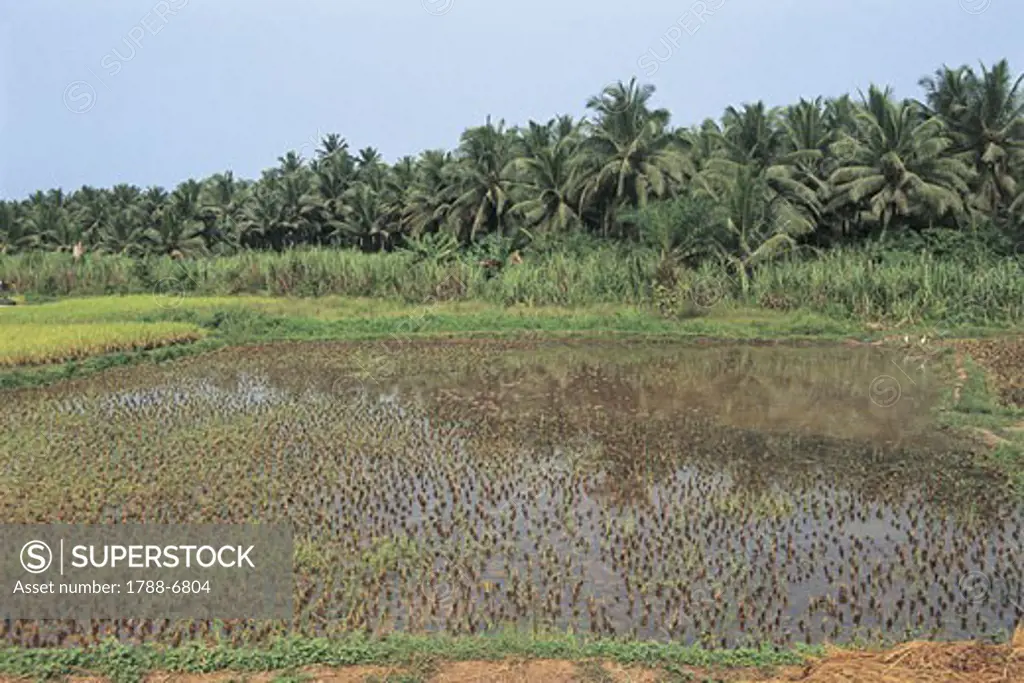 Rice paddies in water, Ghana