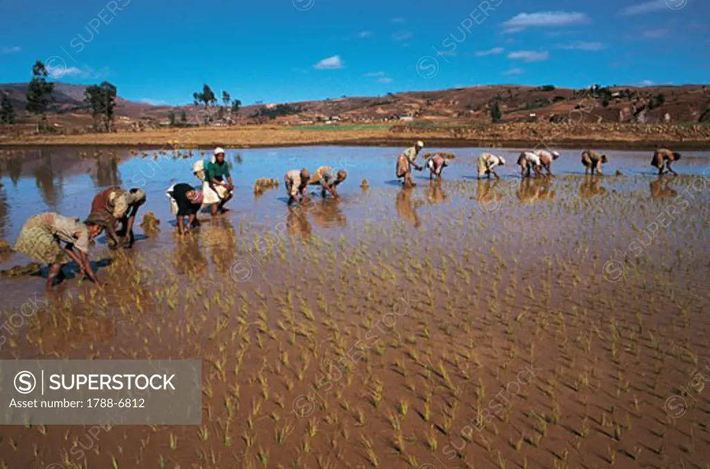 Large group of people working in a rice field, Fianarantsoa, Madagascar
