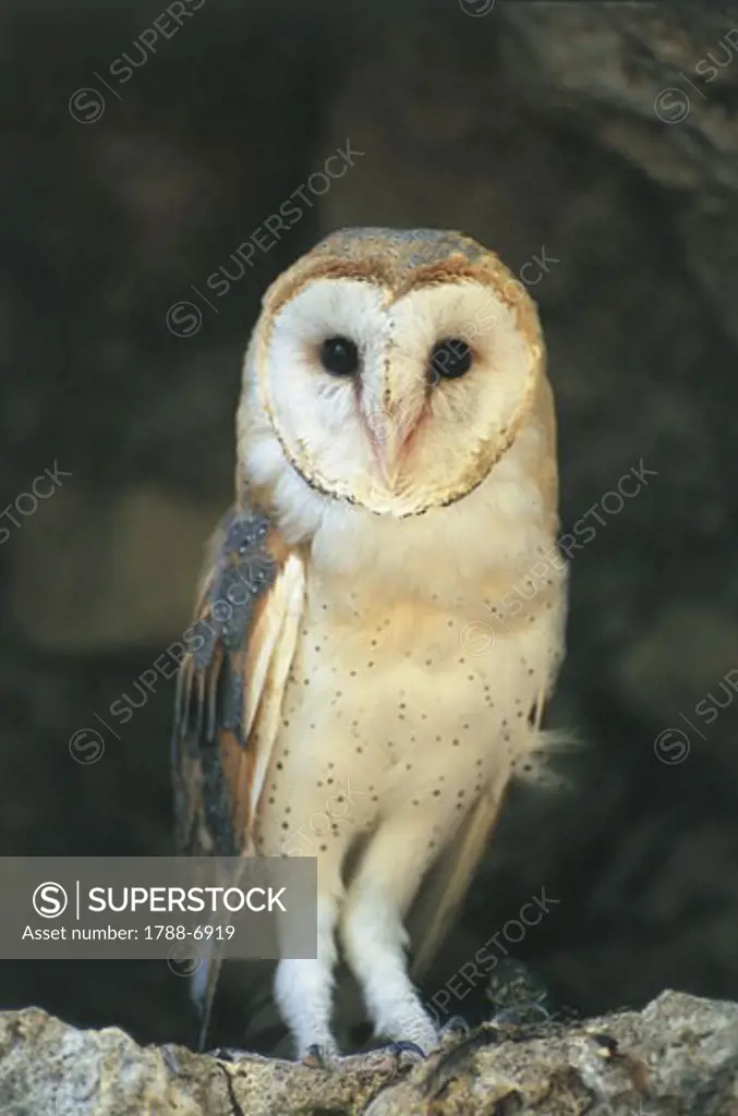 Italy - Calabria Region - Birds - Strigiformes - Barn owl  (Tyto alba)