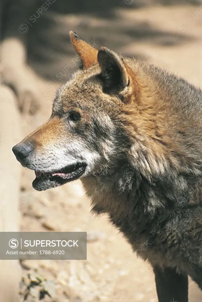 Close-up of a Gray Wolf, Abruzzo National Park, Abruzzi, Italy (Canis lupis)