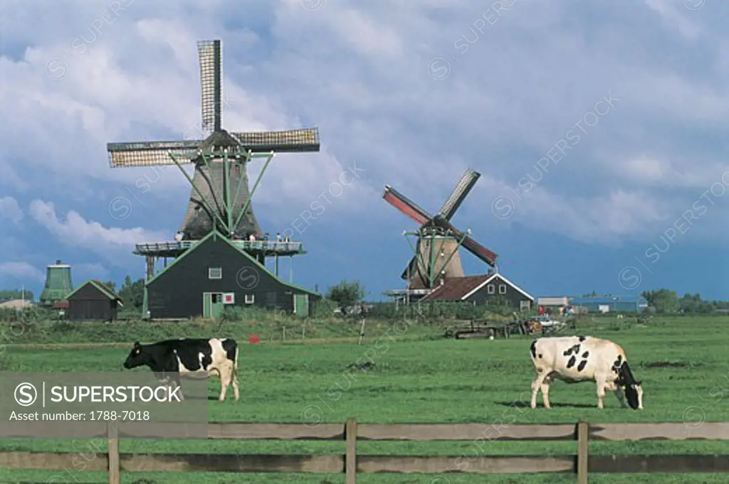 Two cows grazing in a field in front of windmills, Zaanse Schaans, Netherlands