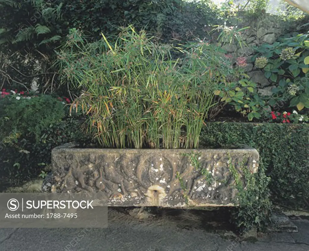 Papyrus plant growing in a coffin, Villa San Michele, Anacapri, Capri, Campania, Italy