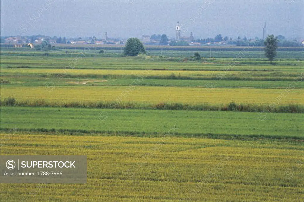Italy - Piedmont Region - Surroundings of Vercelli - Agricultural landscape