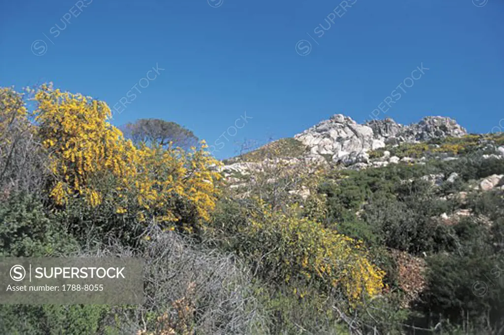 Trees on a mountain, Capraia Island, La Maddalena Islands, Sardinia, Italy