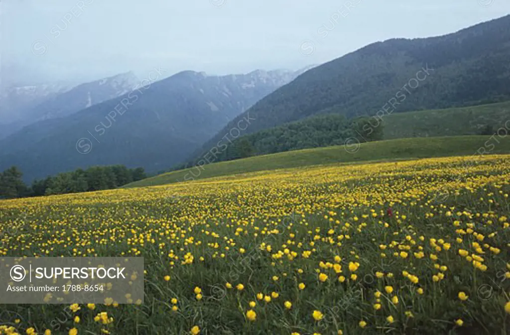 Panoramic view of a field of buttercups, Mount Tavola, Parma, Emilia-Romagna, Italy