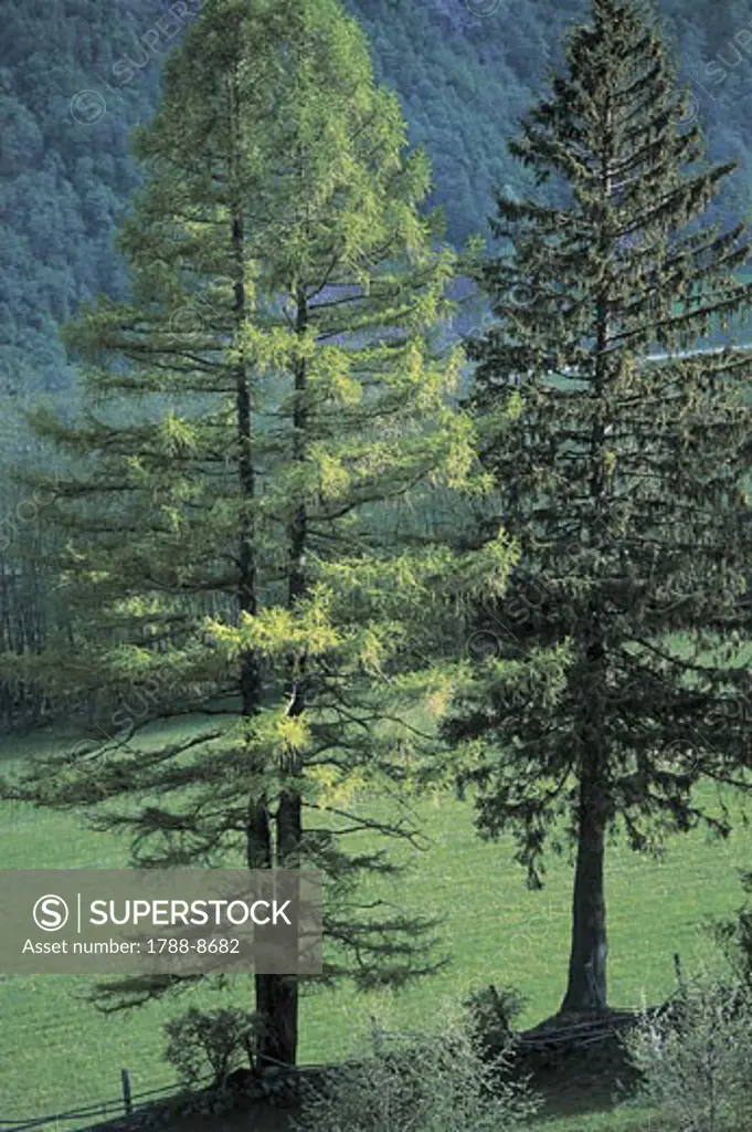 Trees on a landscape, Anterselva Valley, Alto Adige, Italy