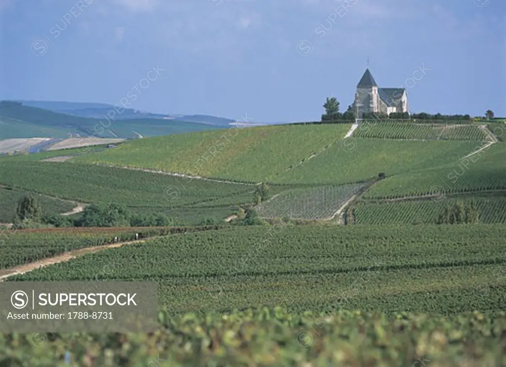 Vineyard on a landscape, Epernay, Champagne-Ardenne, France