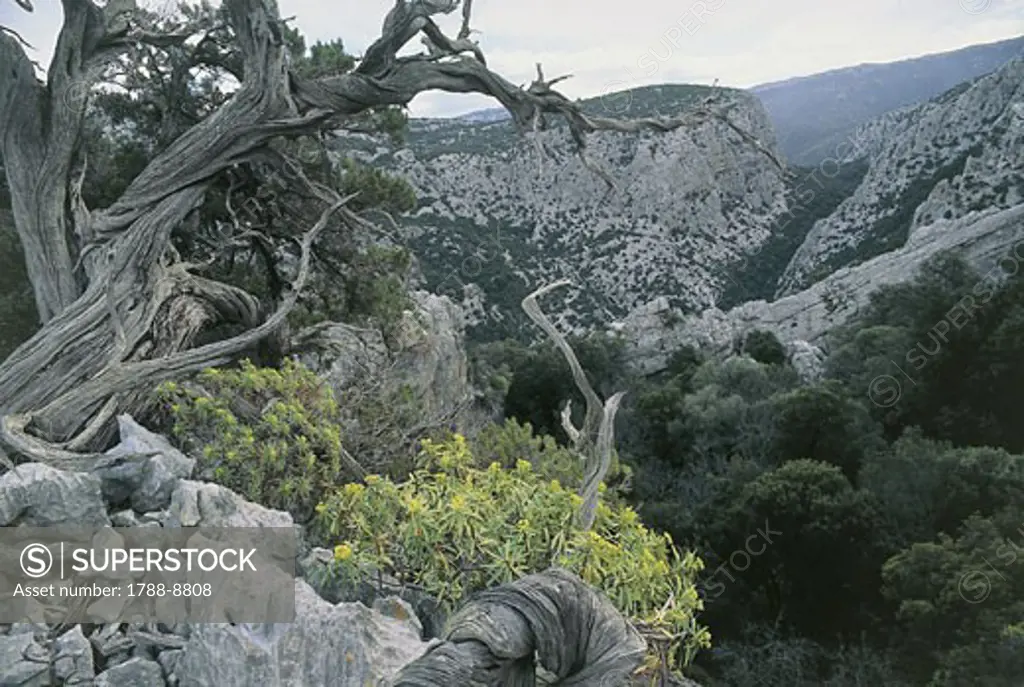 Trees on a mountain, Gennargentu National Park, Mt Tiscali, Gulf of Orosei, Sardinia, Italy