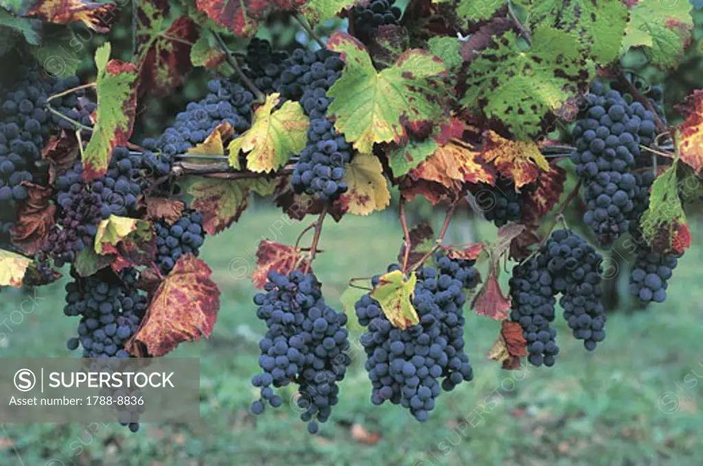 Close-up of bunches of grapes, Oltrepo Pavese, Lombardy, Italy