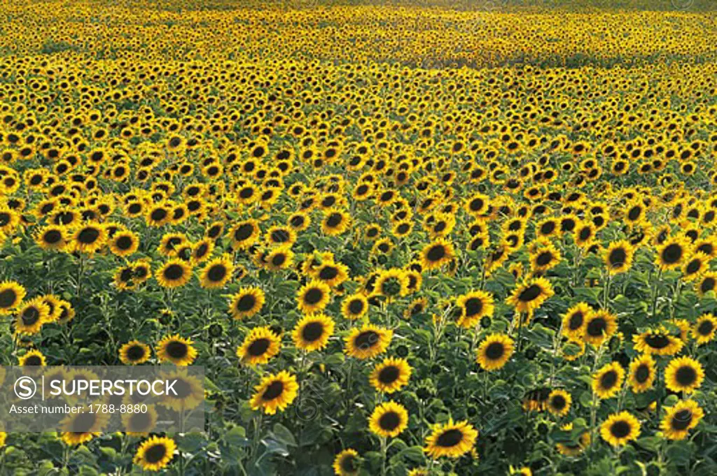 Sunflowers in a field, Umbria, Italy