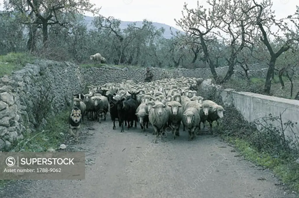 Shepherd with a flock of sheep on a dirt road, Mattinata, Gargano National Park, Puglia, Italy