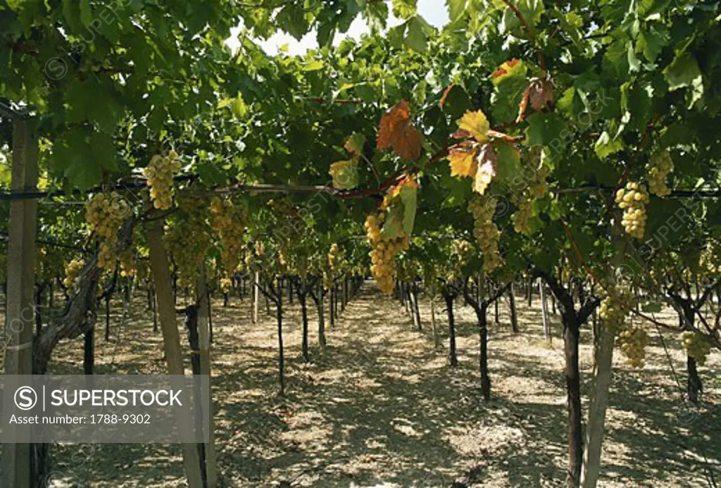 Grape plants in a vineyard, Canosa di Puglia, Bari, Puglia, Italy