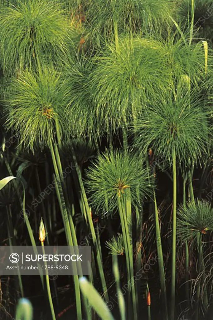 Close-up of a Papyrus Sedge (Cyperus papyrus) plant, Ciane River, Syracuse, Sicily, Italy