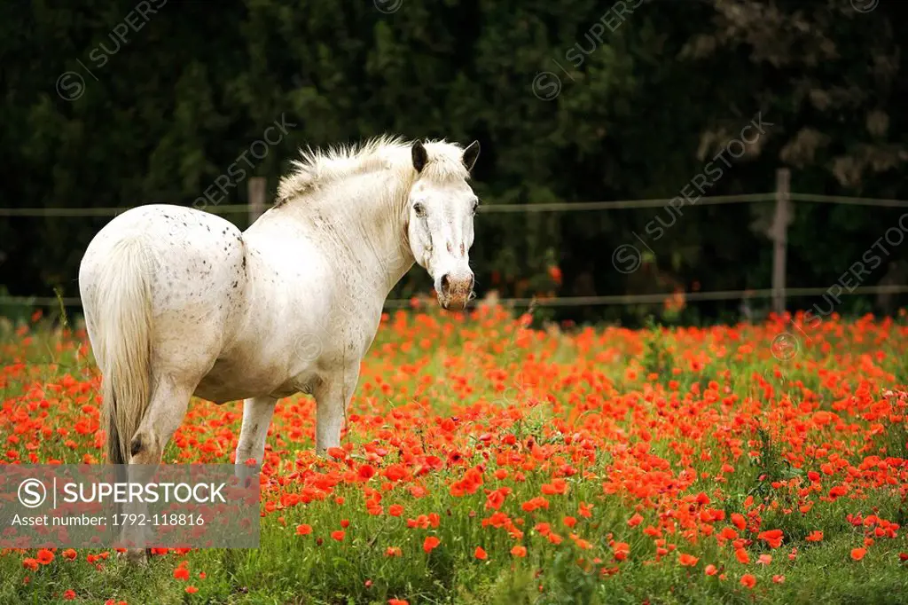 France, Bouches du Rhone, Alpilles, white horse and poppies near Saint Remy de Provence