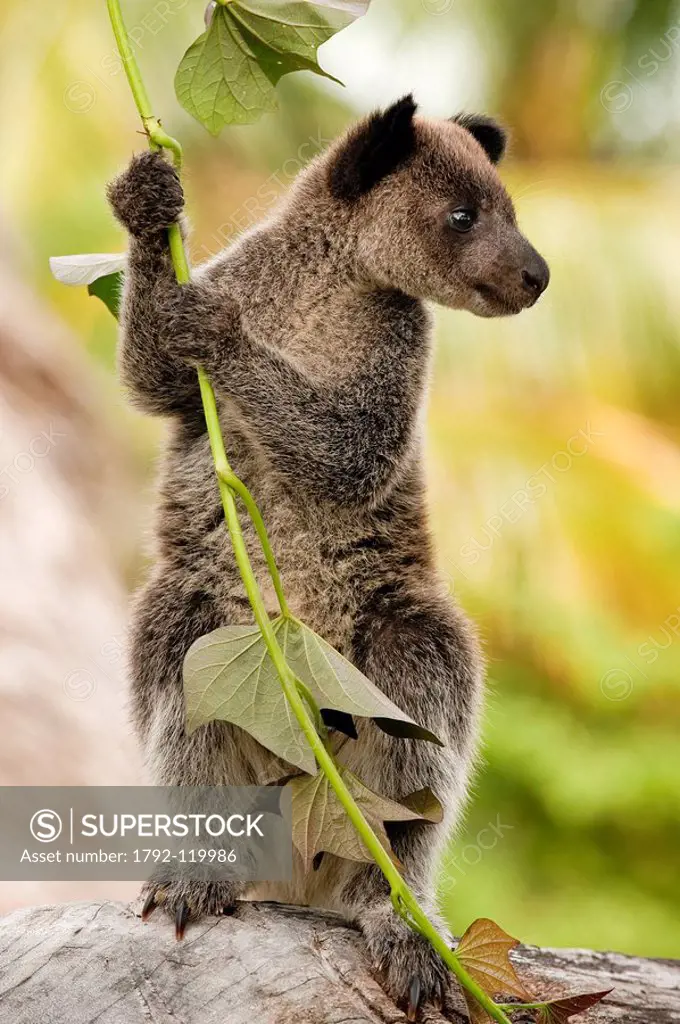 Papua New Guinea, East Sepik Province, region of Maprik, village of Kaminimbus, tree kangaroo cuscus