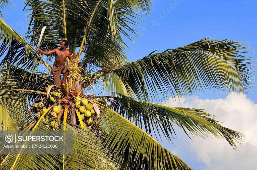 Papua New Guinea, East Sepik Province, region of Maprik, village of Kiminimbus, local place of Tawip Numbu, Viktor Yeldakia climbs up a coconut palm t...
