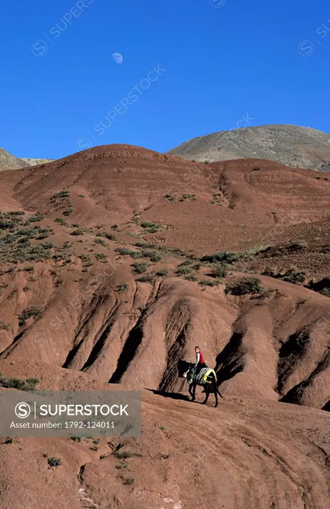 Morocco, High Atlas, Aït Boulli Valley, Abachkou, ride on the back of mules