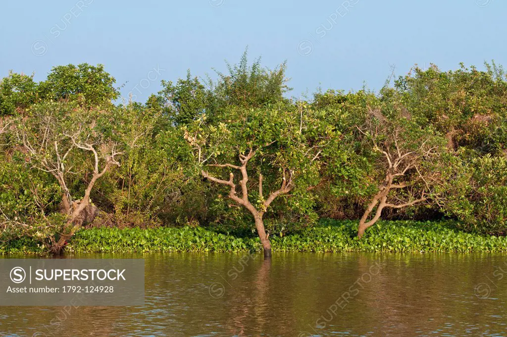 Cambodia, Siem Reap Province, Tonle Sap Lake, Biosphere Reserve by UNESCO, the flooded forest