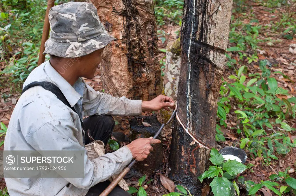 Cambodia, Ratanakiri Province, near Banlung Ban Lung, rubber plantations, each morning Mr Bontern cutting the bark of rubber tree with a specific a kn...